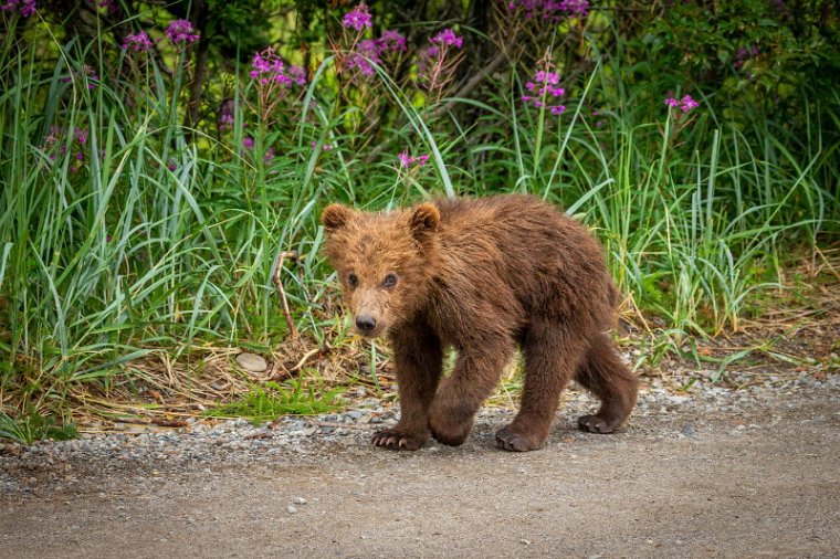 156 Katmai NP, bruine beer.jpg